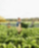 Kale Farm